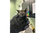 Adopt GIGA a Domestic Short Hair