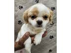 Adopt Shrimp a Tibetan Spaniel, Mixed Breed