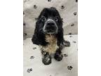 Adopt Stella a English Cocker Spaniel