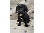 Adopt Sky a Havanese