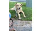 Adopt Lucy (surrender) a Labrador Retriever