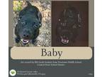 Adopt Baby a Labrador Retriever