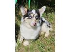 Adopt Oreo a Cardigan Welsh Corgi