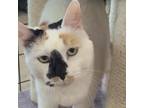 Adopt Olive a Domestic Short Hair