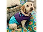 Adopt Nova #475 a Maltipoo