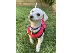 Adopt Chanel #474 a Maltipoo