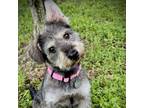 Adopt Laila a Schnauzer, Terrier