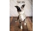 Adopt Nancy Drew a Cardigan Welsh Corgi