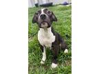 Adopt REVY a Staffordshire Bull Terrier