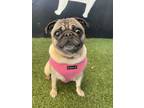 Adopt Nae Nae a Pug