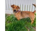 Adopt Gretel a Mixed Breed