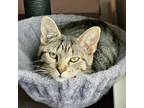 Adopt Miss Moppet a Domestic Short Hair
