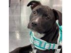 Adopt Sparrow a Pit Bull Terrier, Mixed Breed