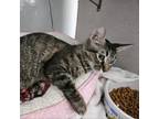 Adopt TAK a Domestic Short Hair