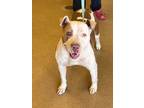 Adopt Sparkle a Pit Bull Terrier