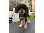 Adopt Lulu a Yorkshire Terrier, Poodle