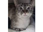 Adopt Coral a Domestic Short Hair