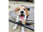 Adopt Starla a Beagle, Australian Shepherd