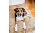 Adopt Ruby a Greater Swiss Mountain Dog, Mixed Breed