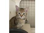 Adopt Cherie' a Domestic Short Hair