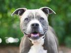 Adopt AVERY a Pit Bull Terrier
