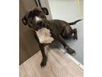 Adopt MISTY a Pit Bull Terrier, Mixed Breed