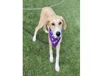 Adopt KAISLEY a Labrador Retriever, Mixed Breed