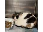 Adopt Mark nutt a Domestic Short Hair