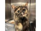 Adopt Phillis a Domestic Long Hair