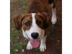 Adopt Taylor a Hound, Mixed Breed