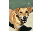 Adopt Lotus a Retriever, Mixed Breed