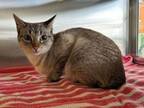 Adopt Madame Blueberry a Domestic Short Hair