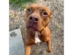 Adopt Friday a Pit Bull Terrier