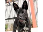Adopt CATALINA a Pit Bull Terrier, Mixed Breed