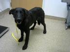 Adopt FURBY a Labrador Retriever