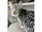 Adopt Daenerys a Domestic Short Hair