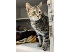 Adopt Lil Mama a Domestic Short Hair