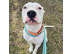Adopt Chloe (fka Candy) a Pit Bull Terrier