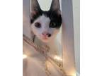 Adopt Limoncello a Domestic Short Hair