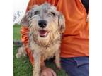 Adopt Maya a Schnauzer, Poodle