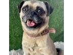 Adopt Marsha a Pug