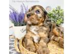 Mutt Puppy for sale in Southwest Ranches, FL, USA