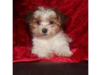 Shih Tzu Puppy for sale in Loveland, CO, USA
