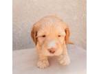 Mutt Puppy for sale in Tucson, AZ, USA