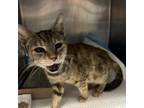 Adopt Igloo a Domestic Short Hair