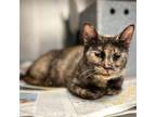 Adopt Grizzly a Domestic Short Hair