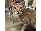 Adopt Gracie a Domestic Short Hair