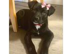 Adopt Farfalle - Loves People and Dogs! a Mixed Breed