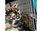 Adopt Ronnie a Domestic Short Hair