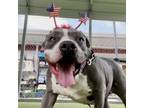 Adopt Gloria a Pit Bull Terrier